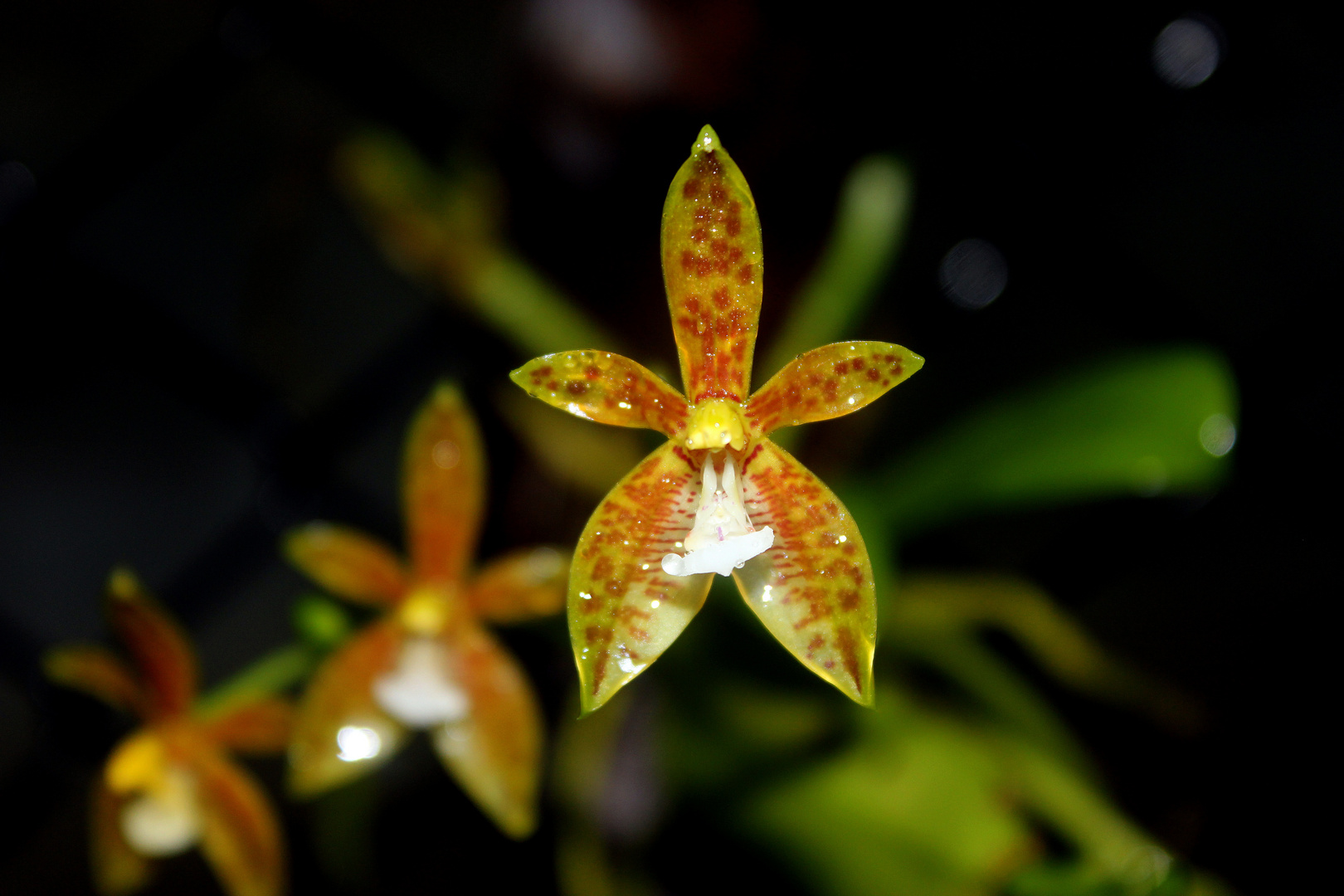 Phalaenopsis cornu-cervi, Botanic Gardens, Darwin