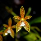 Phalaenopsis cornu-cervi, Botanic Gardens, Darwin