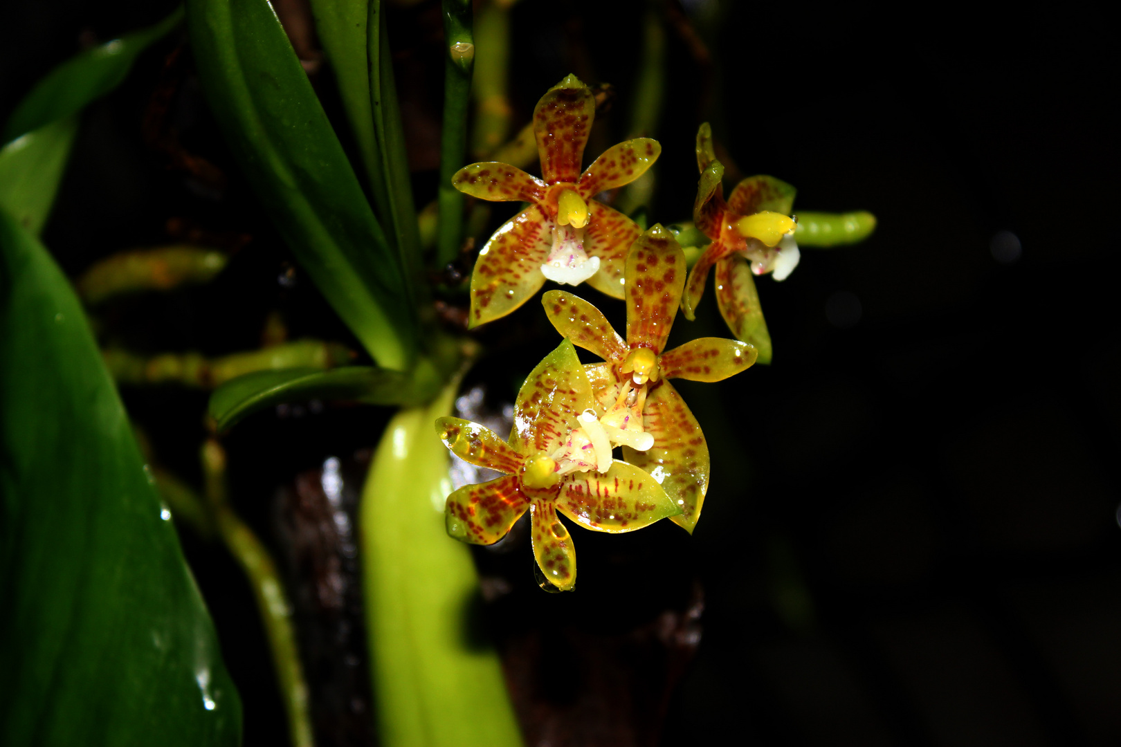 Phalaenopsis cornu-cervi