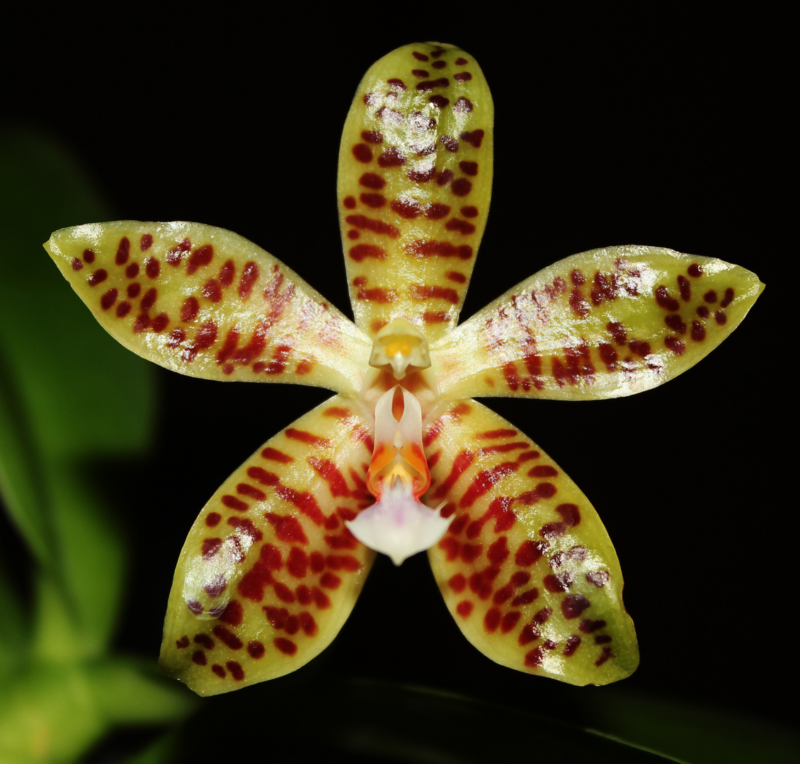 Phalaenopsis cornutea x corningiana