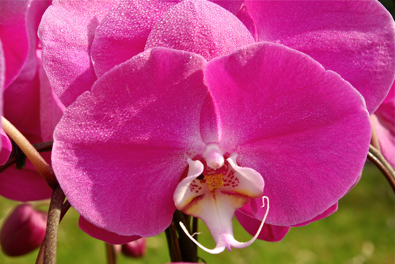 Phalaenopsis Crown