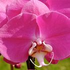 Phalaenopsis Crown