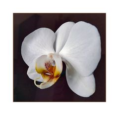 Phalaenopsis