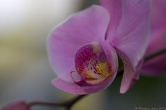 Phalaenopsis