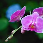 Phalaenopsis