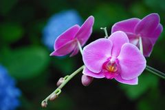 Phalaenopsis