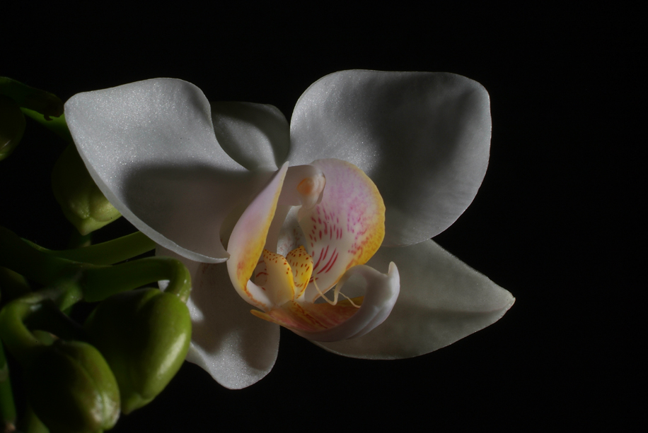 Phalaenopsis