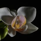 Phalaenopsis