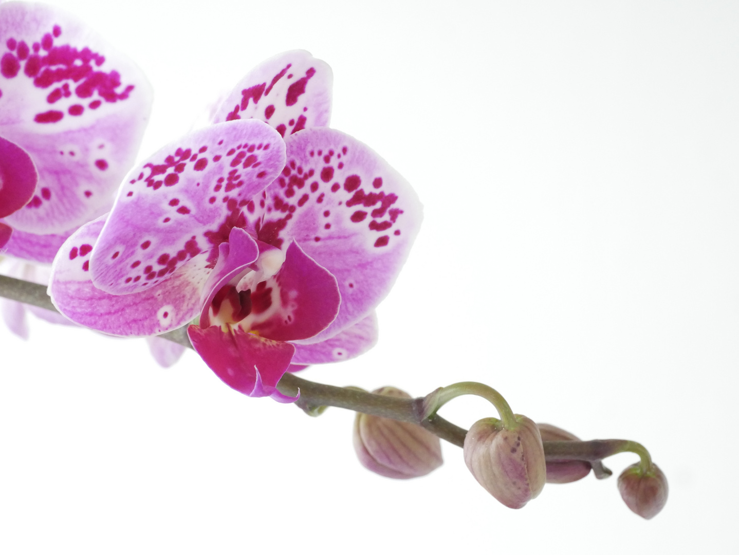 Phalaenopsis