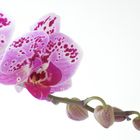 Phalaenopsis