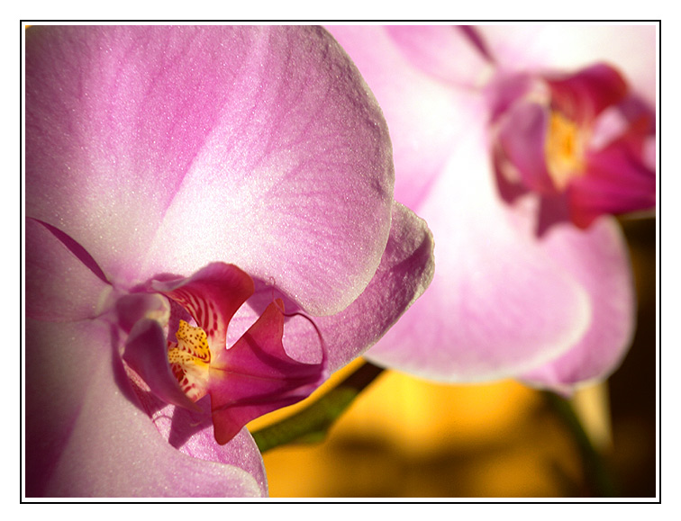 Phalaenopsis