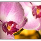 Phalaenopsis