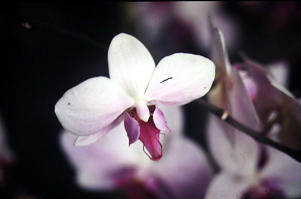 Phalaenopsis