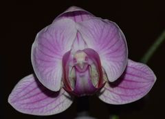 Phalaenopsis