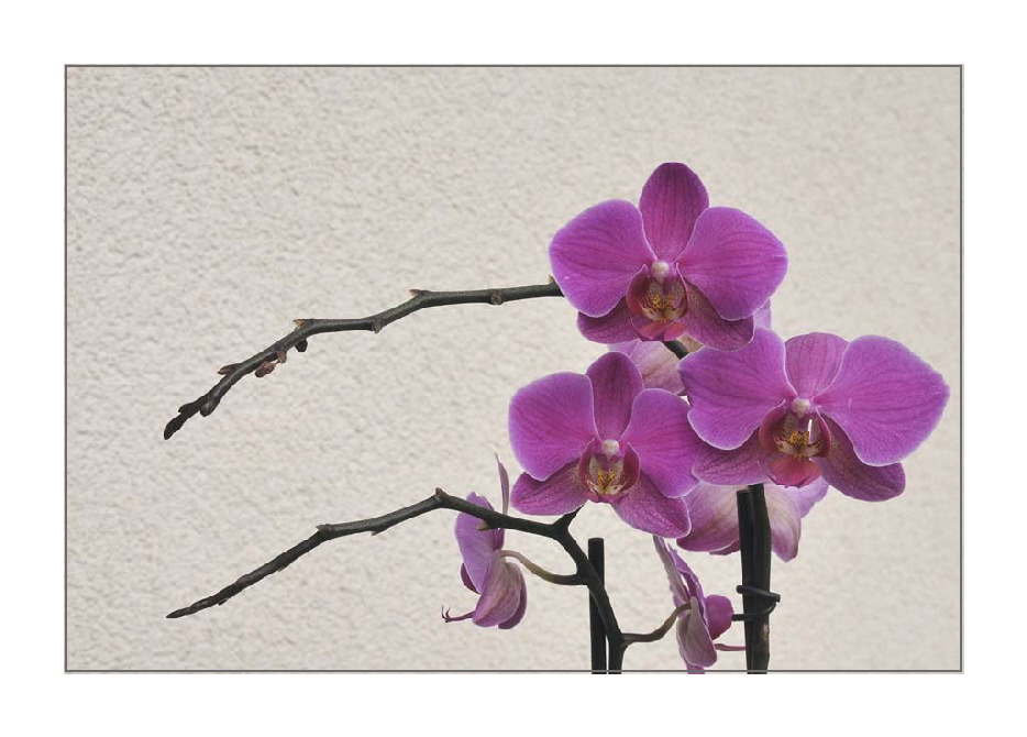 "Phalaenopsis"