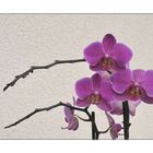 "Phalaenopsis"