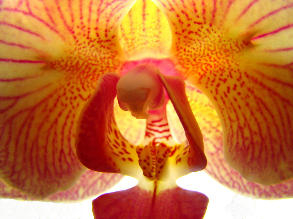 Phalaenopsis