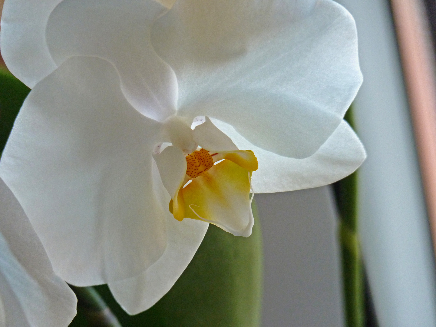 Phalaenopsis