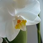 Phalaenopsis