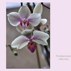 **Phalaenopsis** deliciosa