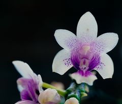 Phalaenopsis deliciosa