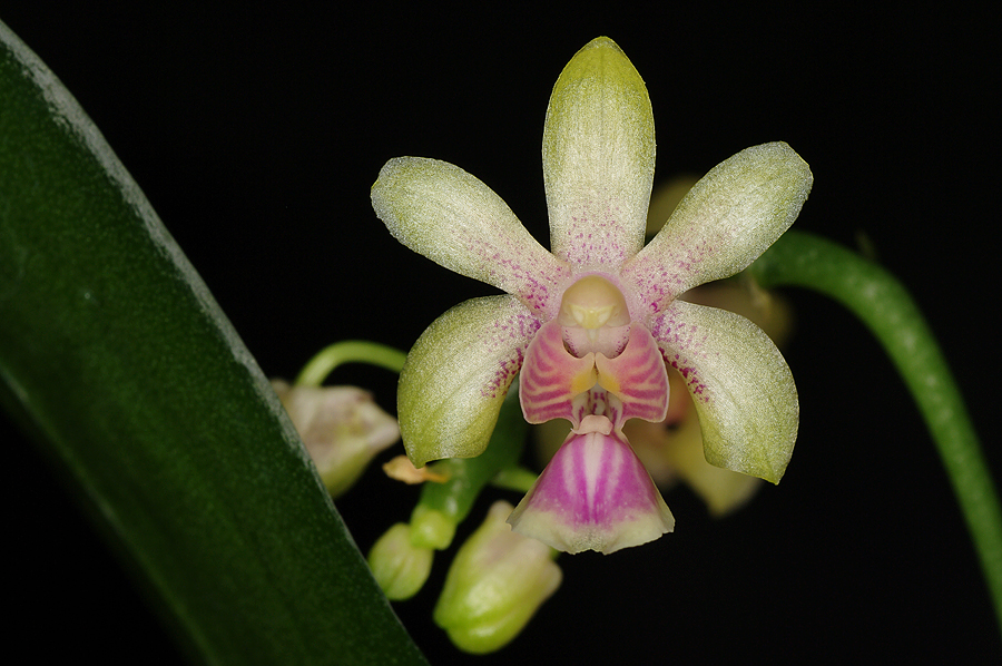 Phalaenopsis deliciosa var. hookerianum