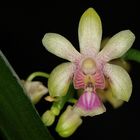 Phalaenopsis deliciosa var. hookerianum