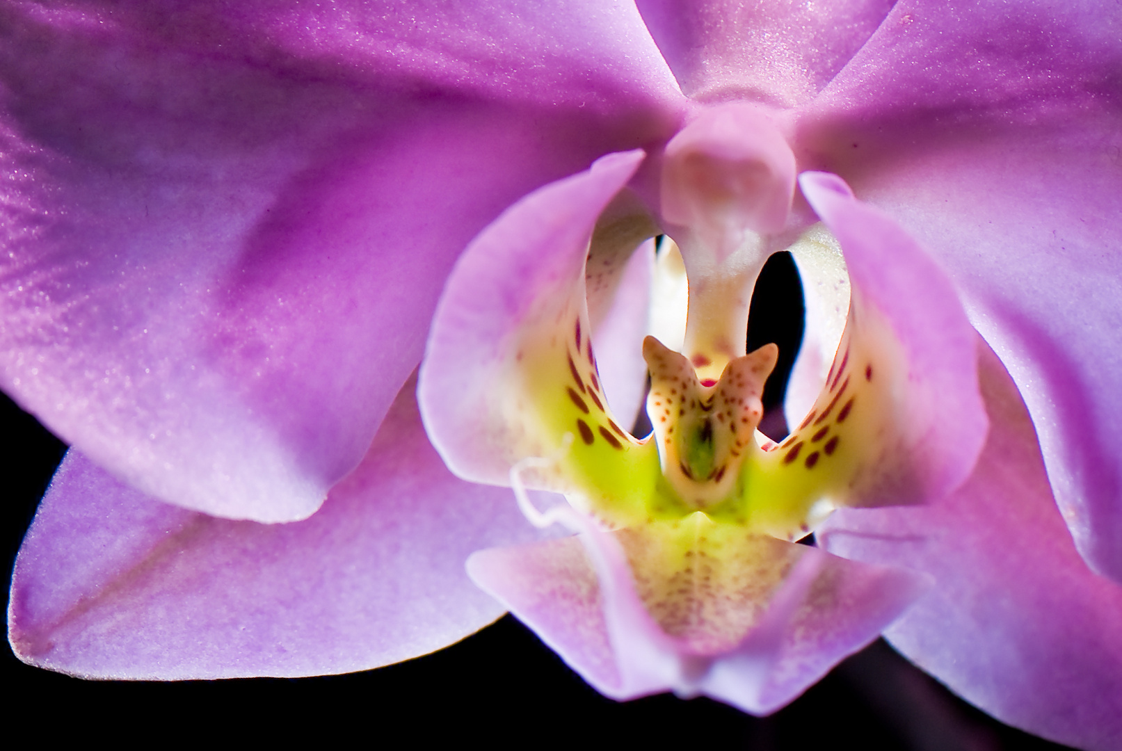 ...Phalaenopsis die Zweite