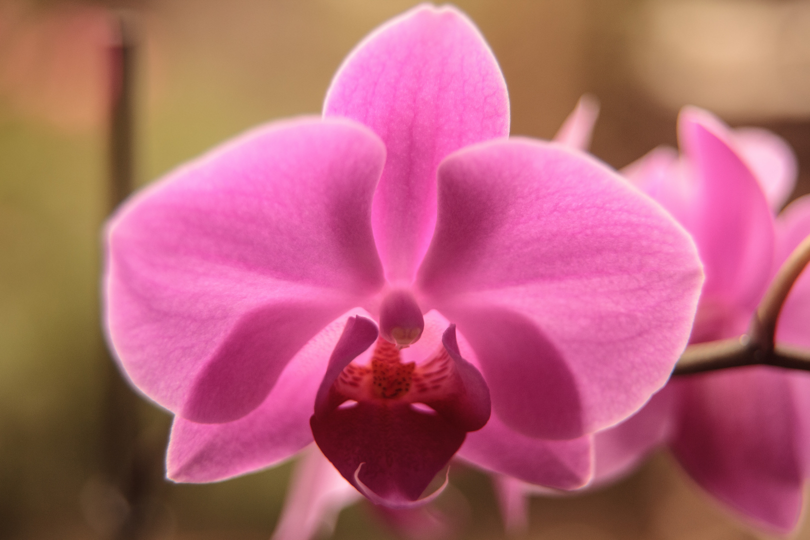 Phalaenopsis durchscheinend