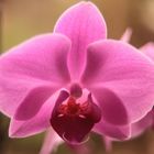 Phalaenopsis durchscheinend