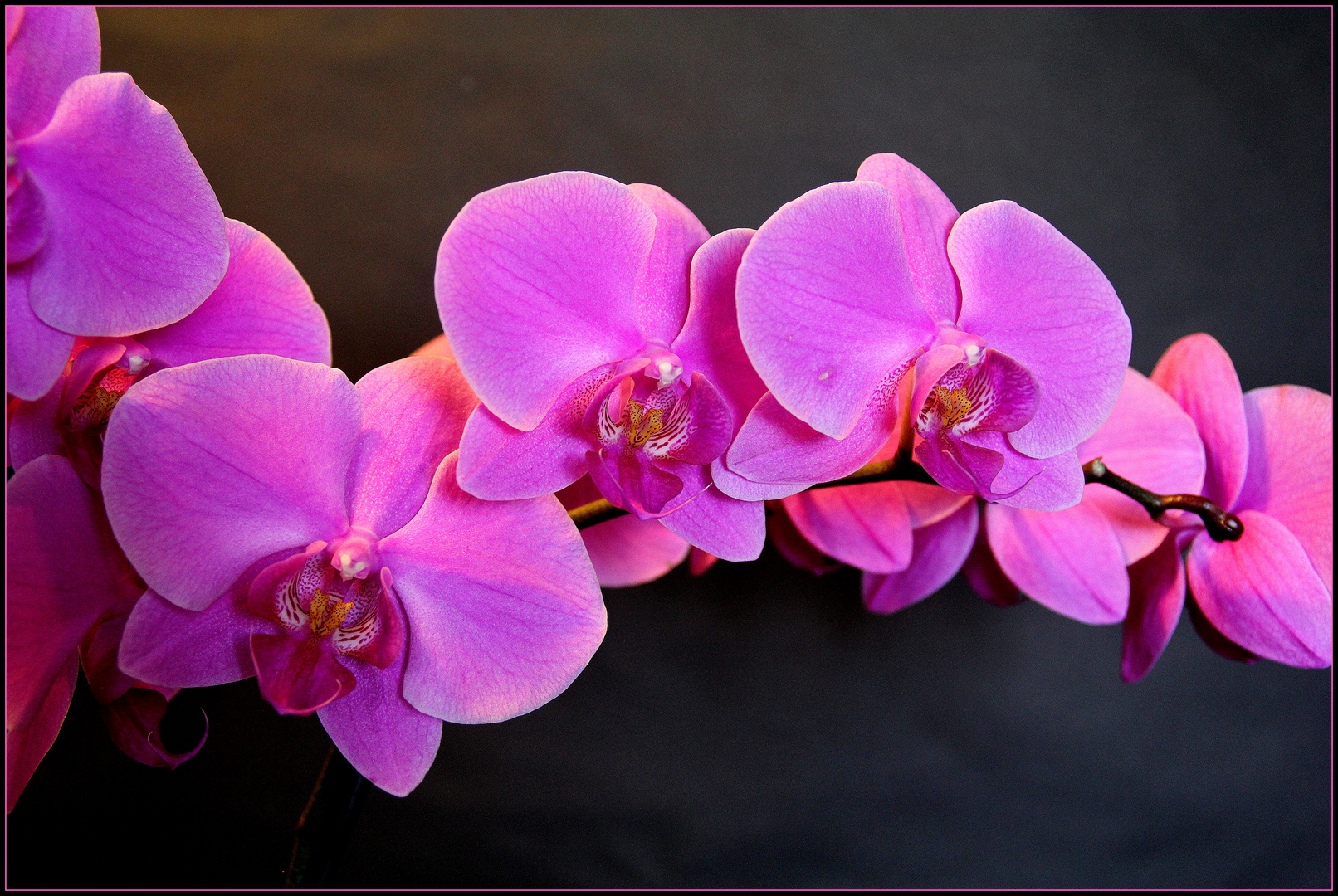 Phalaenopsis