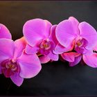 Phalaenopsis