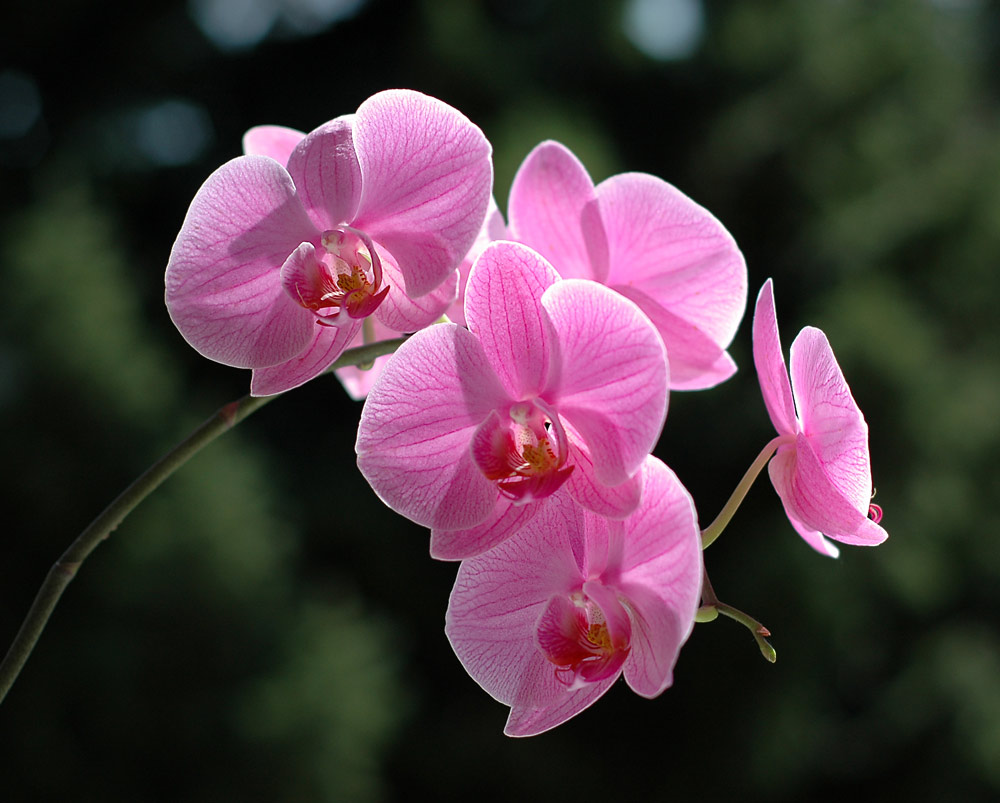 Phalaenopsis