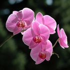 Phalaenopsis