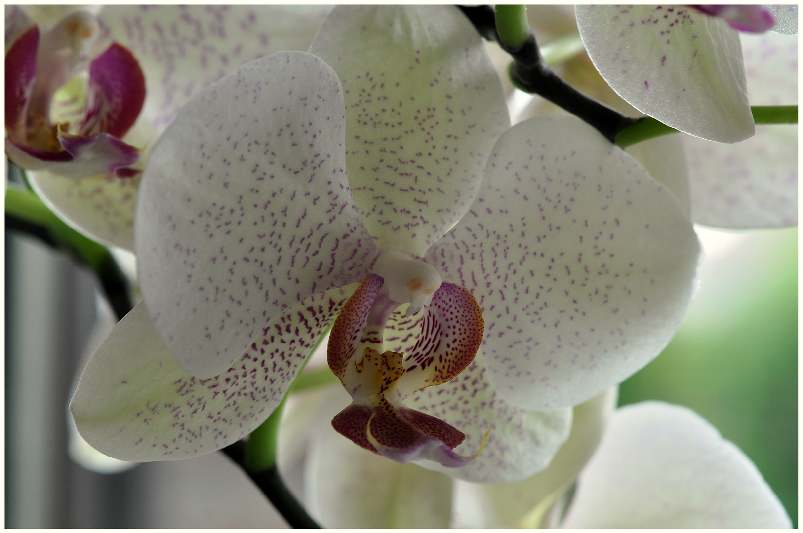 Phalaenopsis