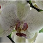 Phalaenopsis