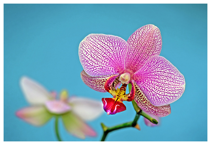 Phalaenopsis