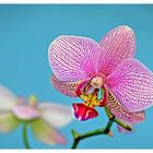 Phalaenopsis