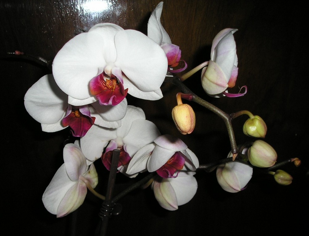 Phalaenopsis