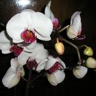 Phalaenopsis