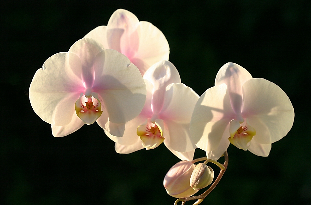 Phalaenopsis