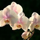 Phalaenopsis