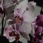 Phalaenopsis