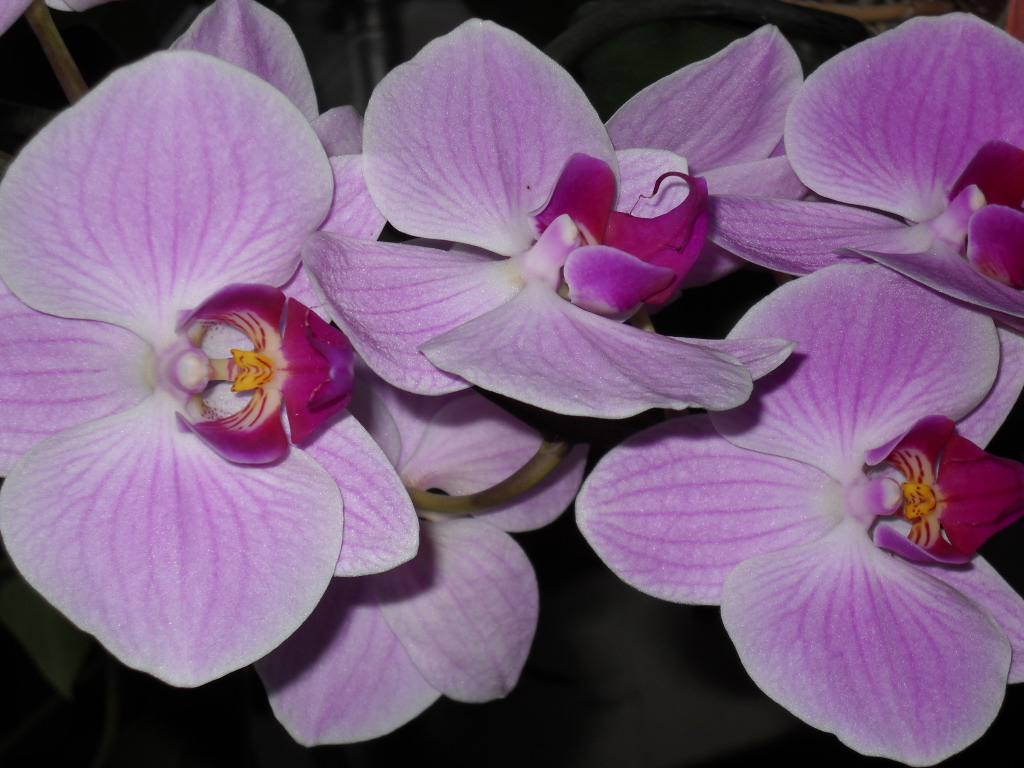 Phalaenopsis