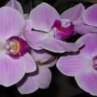 Phalaenopsis