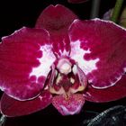Phalaenopsis - ein Weihnachtsgeschenk :-)