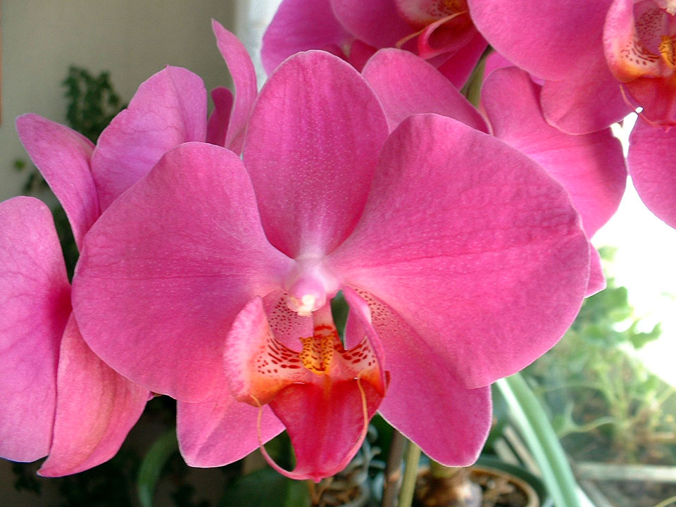 Phalaenopsis, eine Pracht für die Augen