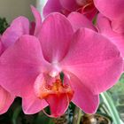 Phalaenopsis, eine Pracht für die Augen