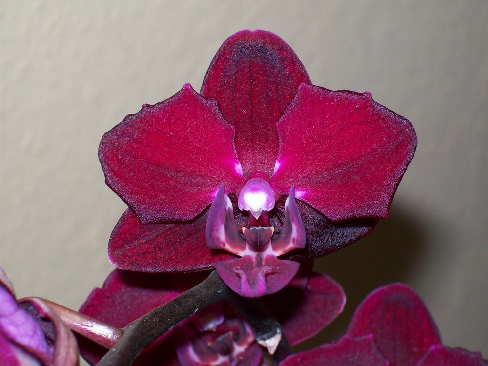 Phalaenopsis Elegant "Happy Angel"