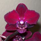 Phalaenopsis Elegant "Happy Angel"